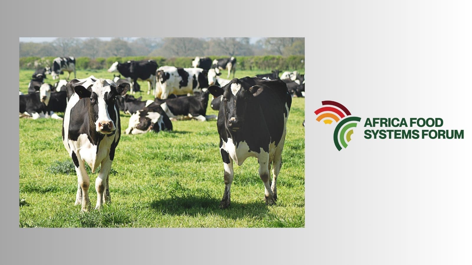 No Breeder Livestock Unconventional Animal Food Feeding Guidelines Reference: Livestock Feed Challenges Solutions Addressed At Africa Food Systems
