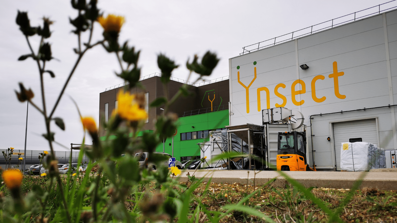 Insect farming faces crisis as top startups struggle to secure ...